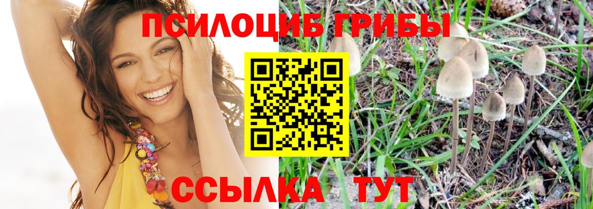 Прокопьевск  Псилоцибиновые грибы Psilocybine cubensis  Вход с VPN 